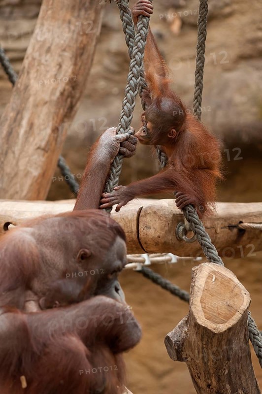Urangutan (Pongo pygmaeus) with her young, captive, Germany