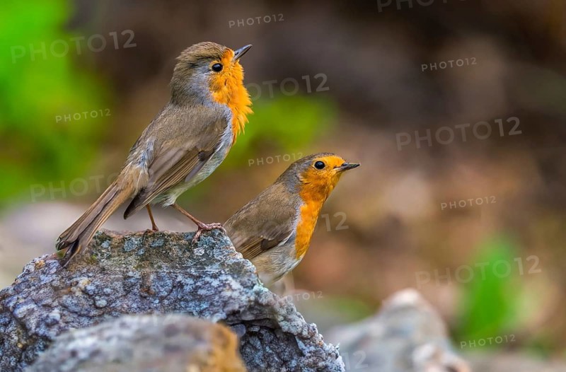 Erithacus rubecula, robin, robins, birds, passeri, songbirds, birds