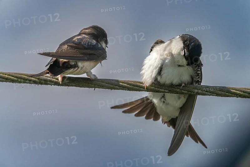 Defensive behavior, Delichon urbica, house martin, house martins, parasite defense, birds, passeri, songbirds, birds