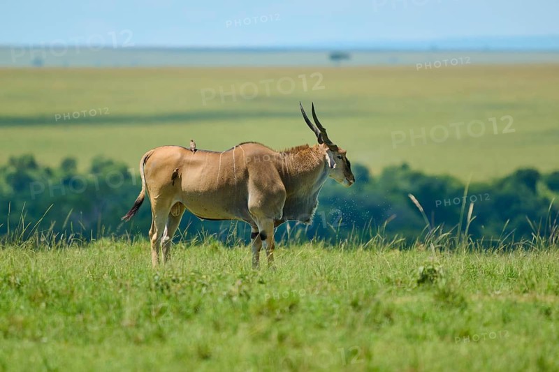 An antelope stands on a vast green expanse with a distant horizon in the savannah, eland (Taurotragus oryx), Masai Mara National Reserve, Narok County, Kenya
