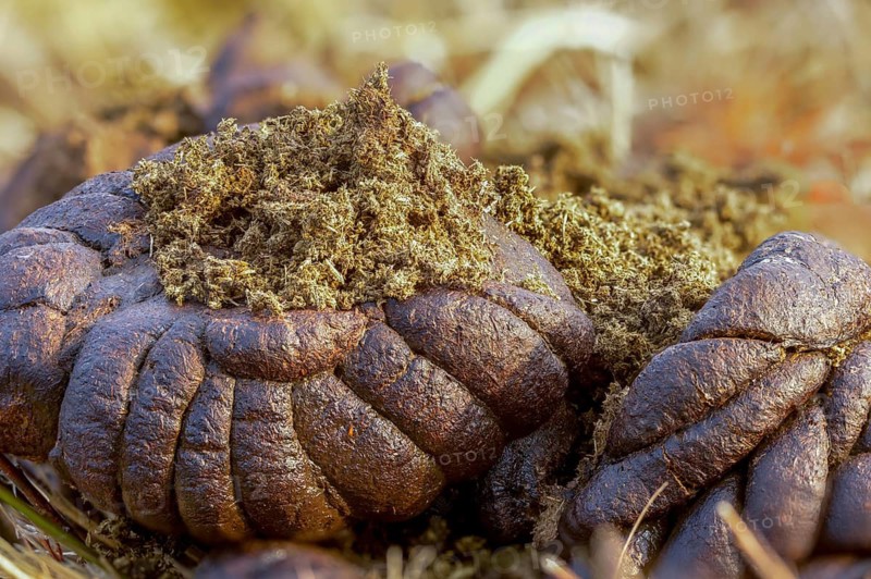 Cows, droppings, dung, feces, solution, manure, cattle, beef droppings, beef solution, decomposition