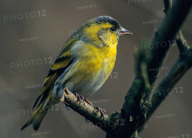 Carduelis spinus, siskin, spinus spinus, siskin, birds, leo, male, passeri, songbirds, birds