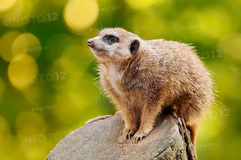 Meerkats (Suricata suricatta), in captivity, found in southern Africa