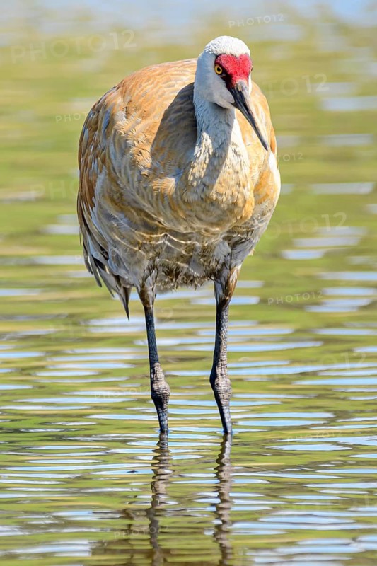 Lesser Sandhill Crane, (Grus canadensis canadensis), also known as Antigone canadiensis canadiensis, Burnaby Lake Regional Park, Burnaby, British Columbia, Canada