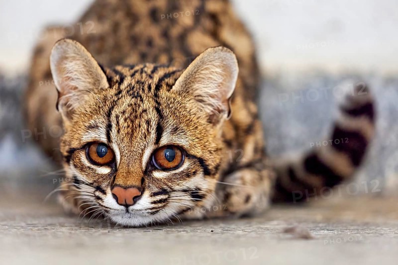 Close-up of a cat lying relaxed on the ground, a tiger cat in an enclosure in Petrolina, Brazil (Leopardus tigrinus)