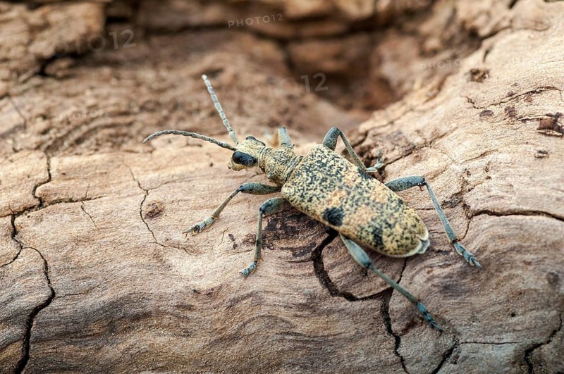Biting pincheon, blackspotted pliers support beetle, hardwood pincheon, rhagium mordax, scrap-tongerbuck, black-spotted pintreck, pincer buck, beetle, longhbug, coleoptera, insects, beetles