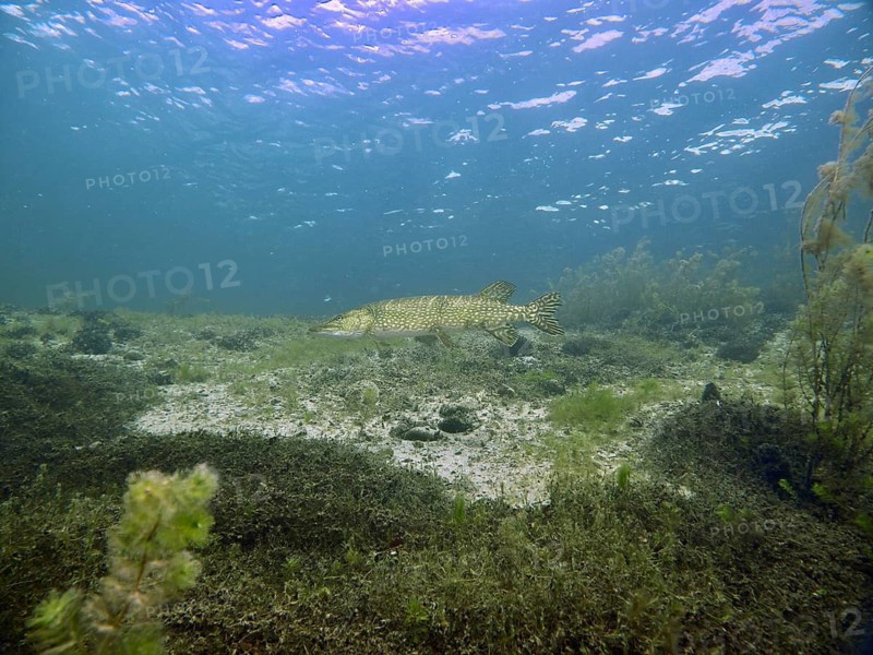 A pike (Esox lucius) swims over a sandy bed amongst sparse seaweed, a tranquil atmosphere, the Parkhaus Post dive site, Überlingen, Lake Constance, Germany
