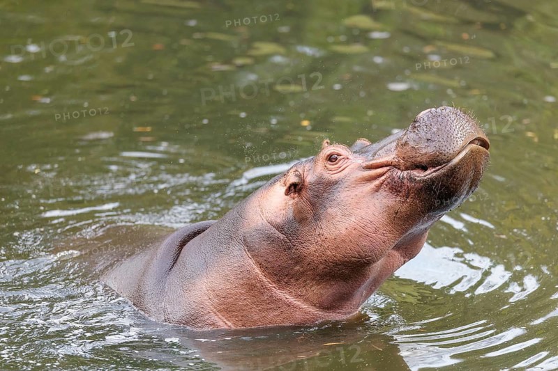 A fully grown male hippopotamus (Hippopotamus amphibius) shows aggression with its mouth wide open and fights to defend its territory. Democratic Republic of the Congo, Uganda, Tanzania, Kenya, Ethiopia, Somalia, Sudan, Gambia, South Africa