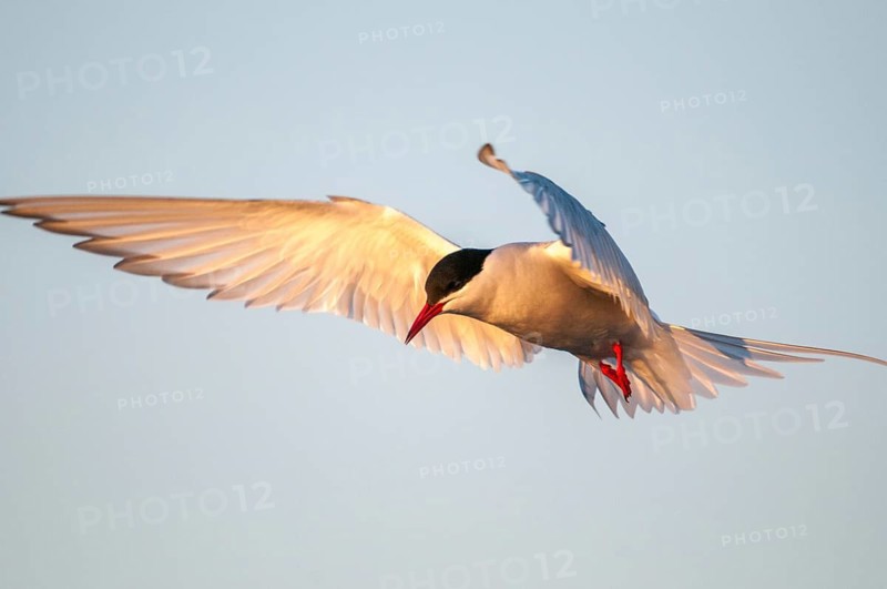 Arctic tern, arctic tern, Norway, sterna paradisaea, varanger, birds, charadriiformes, flying, flight, limikolen, terns, sternidae, tern, birds