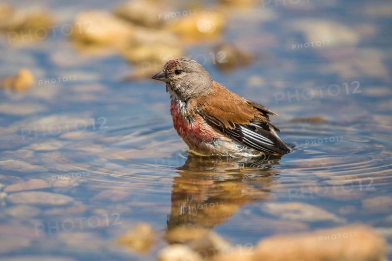 Acanthis cannabina, bloodtail, linaria cannabina, linnet, bath, bird bath, birds, hanfling, male, passeri, songbirds, songbirds, drinking, birdbath, birds, watering place