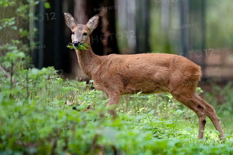 Artiodactyla, Capreolus capreolus, even-toed ungulate, cloven-hoofed, roe deer, mammals, mammals
