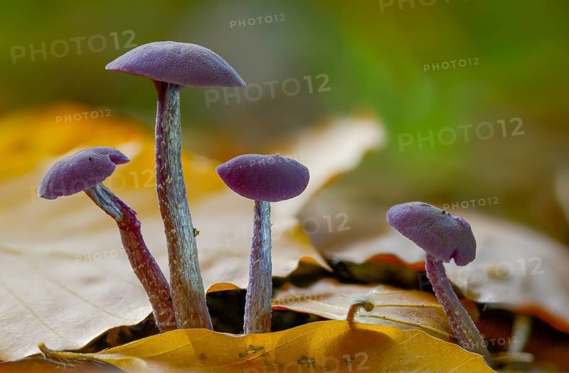 Amethyst deceiver, blue lacquer funnel, heather truffle relatives, hydnangiaceae, laccaria amethystea, purple lacquer funnel, purple lacquer funnel, fungi, fungi, mushrooms