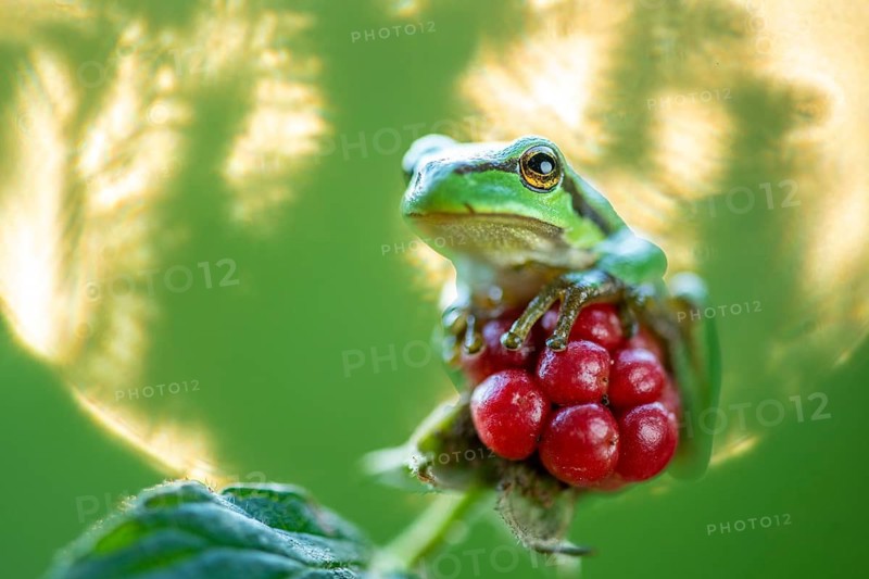 A tree frog (Hyla arborea) perched in a sunny spot, Ahlhorn, Lower Saxony, Germany