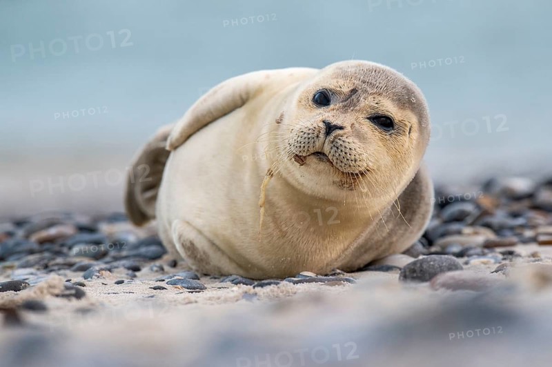Seal (Phoca vitulina), North Sea, Heligoland, Schleswig-Holstein, Germany