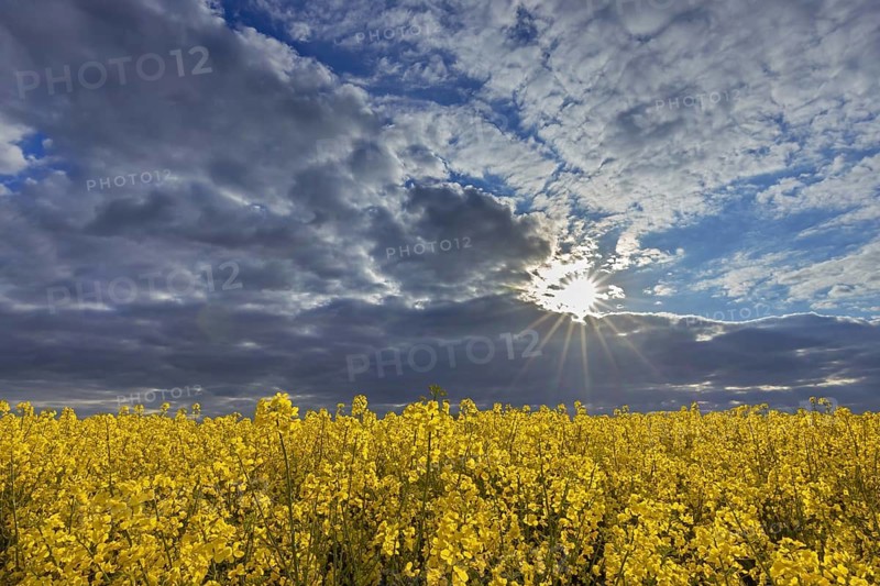 Yellow flowering rape field, rapeseed, oilseed rape, canola field at sunset with a cloudy sky in spring