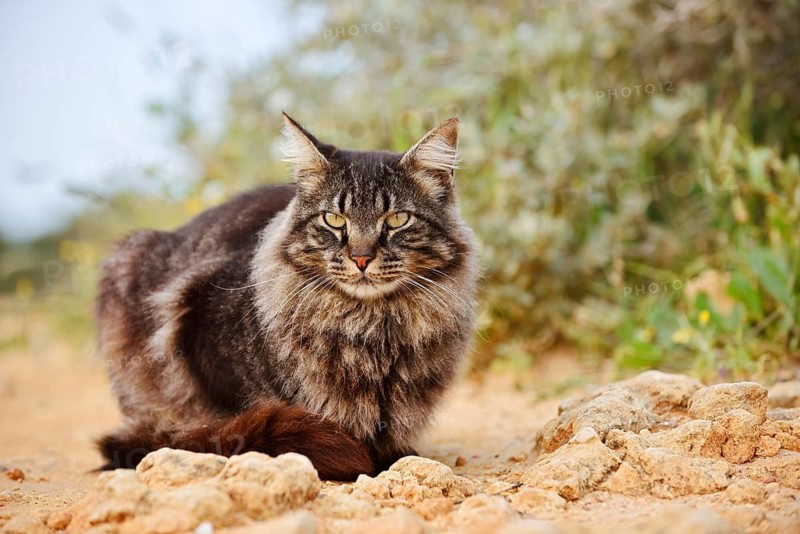 Maine Coon cat (Felis catus), Algarve, Portugal
