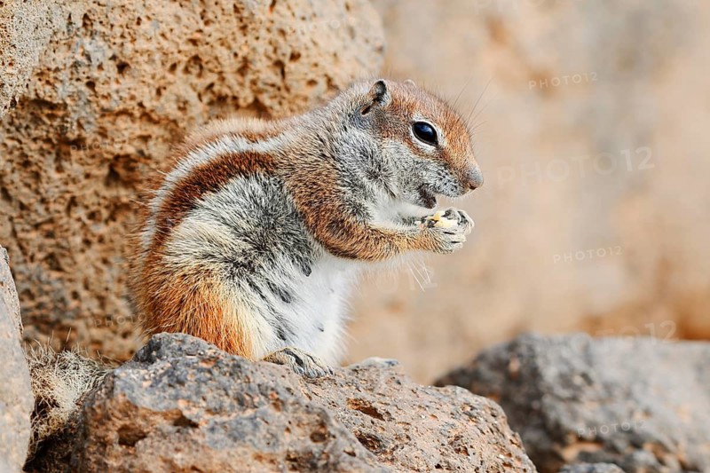 Atlantic ground squirrel or North African bristly ground squirrel (Atlantoxerus getulus), Fuerteventura, Canary Islands, Spain