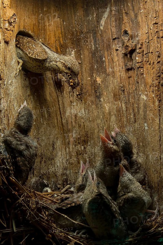Eurasian Wryneck (Jynx torquilla) feeding chicks in nesting box, Saxony, Germany