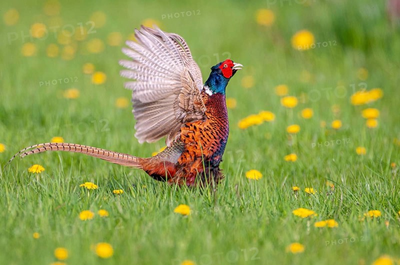 Courting pheasant (Common Pheasant), Dümmer, Lembruch, Lower Saxony, Germany