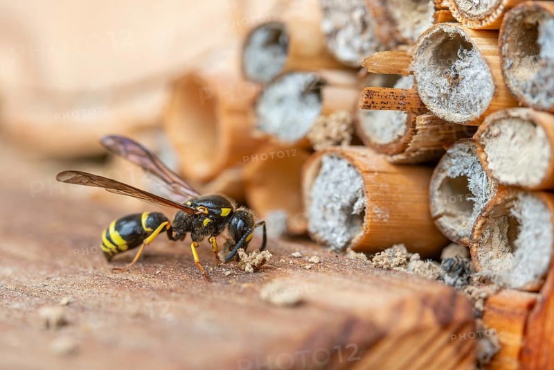 Large stem wasp, hymenoptera, clay wasp, wall clay wasp, Odynerus nidulator, Symmorphus murarius, wrinkle wasp, female, insects, female