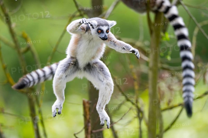 Ring-tailed lemur (Lemur catta) jumping from a branch, captive, Germany