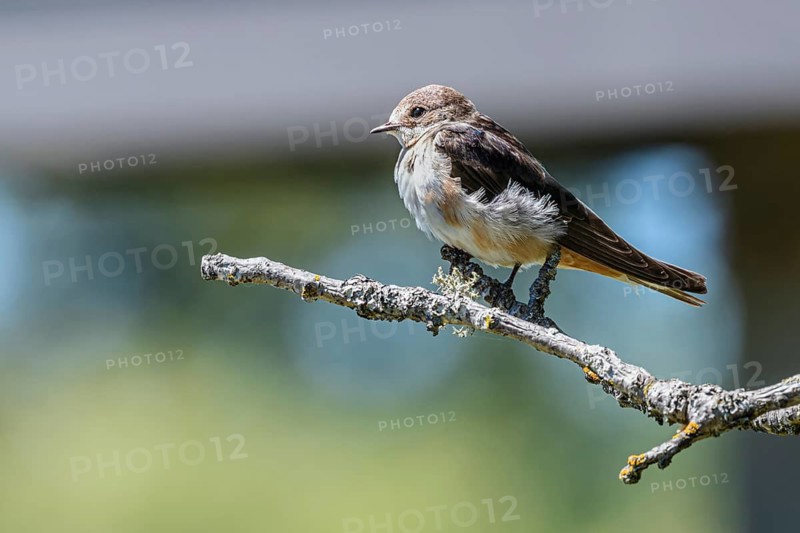 Juvenile Tree Swallow (Tachycineta bicolor), George C. Reifel Migratory Bird Sanctuary, Delta, British Columbia, Canada
