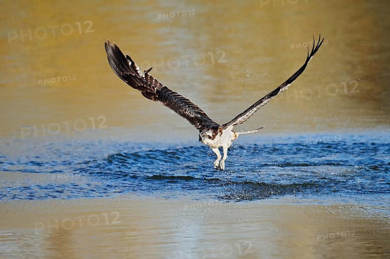 An osprey (Pandion haliaetus) takes off from the water after an unsuccessful attempt to hunt, North Rhine-Westphalia, Germany