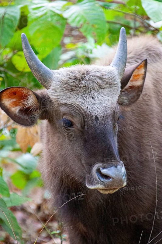 Gaur (Bos gaurus) India