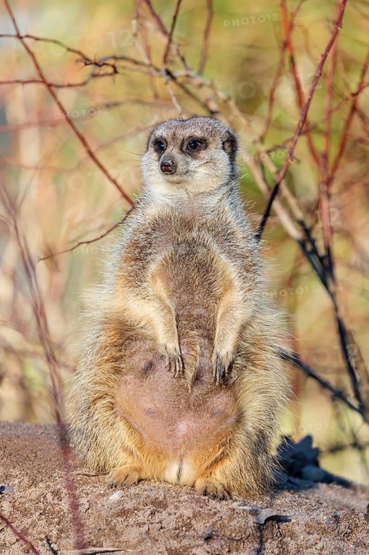 A suricate (Suricata suricatta) sits alertly in the beautiful light, observing its surroundings. Angola, Botswana, Namibia, South Africa