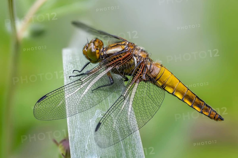 Broad-bodied chaser, Libellula depressa, flatbelly, anisoptera, dragonflies, freshly hatched, insects, dragonflies, odonata, hatching, hatching