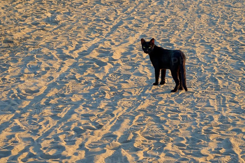 A black cat stands on sandy beach ground in the warm light of sunset, Evrenseki, Manavgat, Antalya, Turkish Riviera, Mediterranean Sea, Turkey