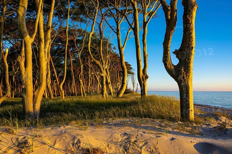 Pines on the western beach of Darß, sunset, Fischland, Darß, Zingst, Ahrenshoop, Mecklenburg-Western Pomerania, Germany
