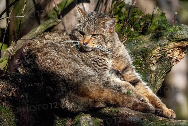Carnivora, felis silvestris, predators, wildcat, mammals, raptors, mammals