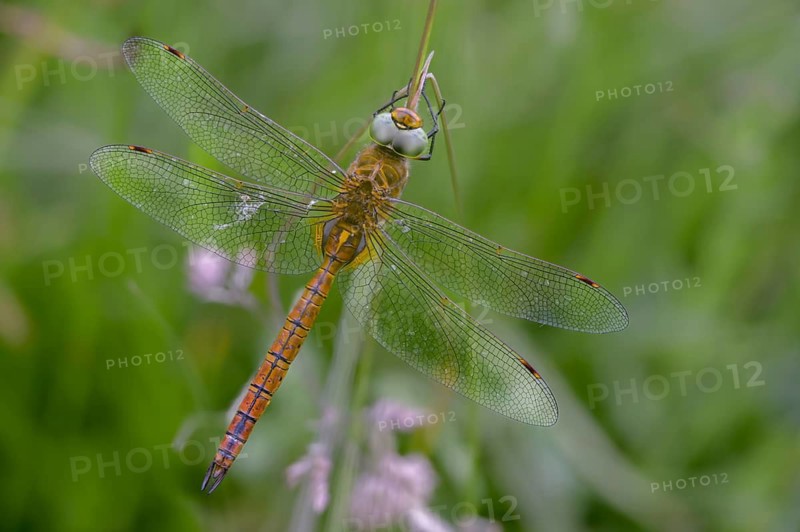 Anaciaeschna isosceles, wedge spotted dragonfly, Norfolk hawker, anisoptera, dragonflies, insects, dragonflies, insects, dragonflies, odonata