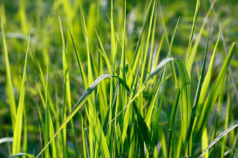 Tall green blades of grass (Gramen), in the evening light, North Rhine-Westphalia, Germany