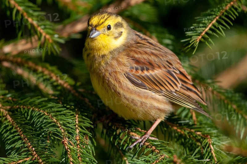Emberiza citrinella, goldammer, yellowhammer, birds, male, passeri, songbirds, birds