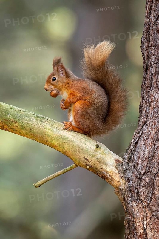 Squirrel (Sciurus vulgaris), Aviemore, Scotland, United Kingdom