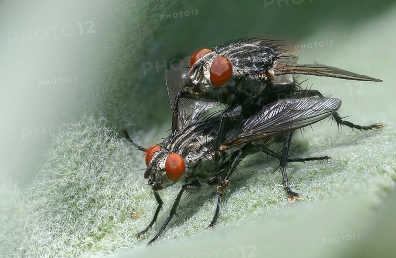 Brachycera, meat fly spec., meat flies, sarcophagidae, sarcophagidae spec., diptera, insects, copula, two-winged birds