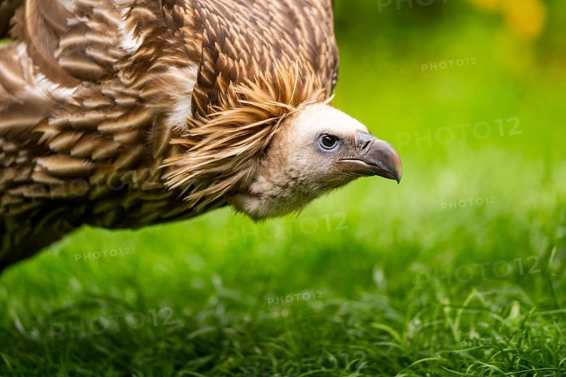 Griffon Vultures (Gyps fulvus) walking on a meadow in spring, bavaria, Germany