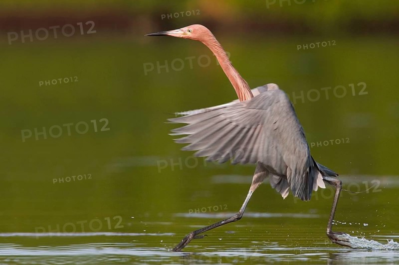 Animals, birds, bird, reddish egret, (Egretta rufescen), Florida, USA, Florida, USA
