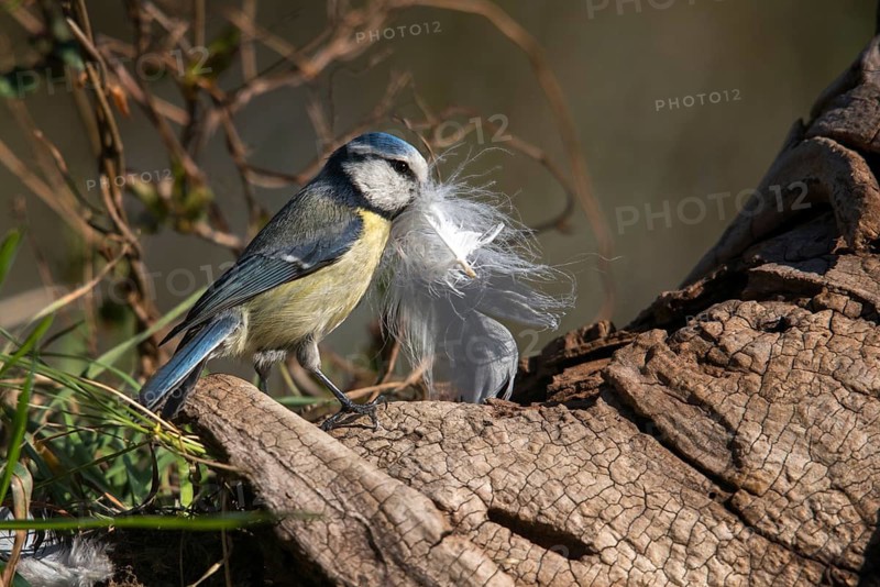 Blue tit, parus caeruleus, birds, feathers, tits, nest building, passeri, songbirds, tits, birds