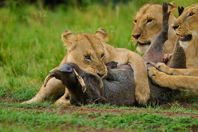 Close-up of a pride of lions subduing their prey on the savannah: warthog (Phacochoerus africanus), lion (Panthera leo), Masai Mara National Reserve, Narok County, Kenya