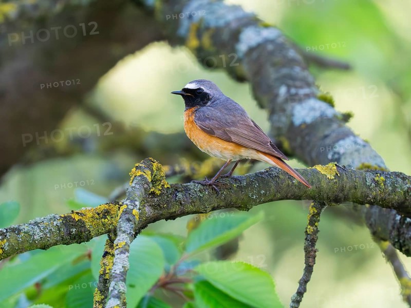 Common Redstart (Phoenicurus phoenicurus), mature male, perched on a branch, in its breeding territory, North Hesse, Germany