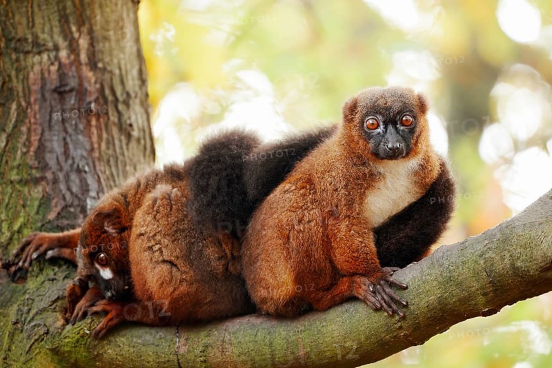 Red-bellied lemur (Eulemur rubriventer), male and female perched on a branch, in captivity, found in Madagascar