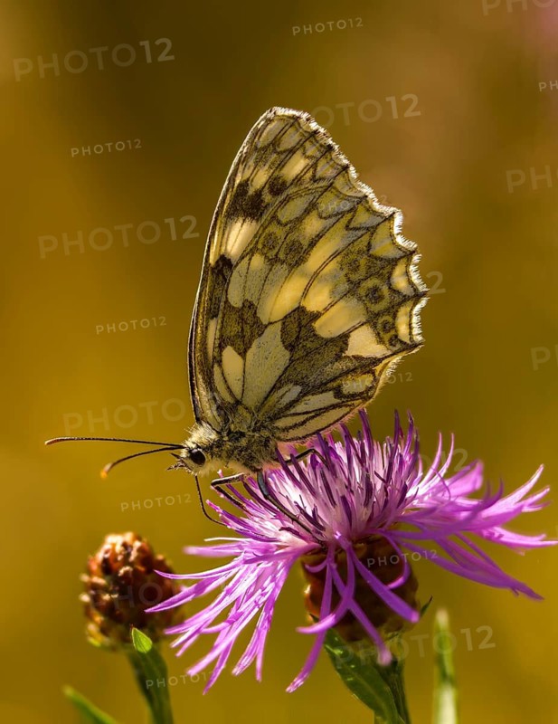 Board game, women's board, marbled white, melanargia galathea, checkerboard, butterfly, high size, portrait format, insects, butterflies, butterflies, butterflies