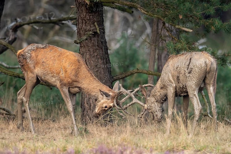 Red deer (Cervus elaphus), fight, Hoenderloo, Gelderland, Netherlands
