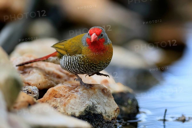 Melba's Bunting (Pytilia melba), adult male, by the water, Kruger National Park, South Africa