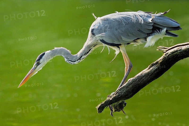 Grey Heron - Ardea cinerea, Germany