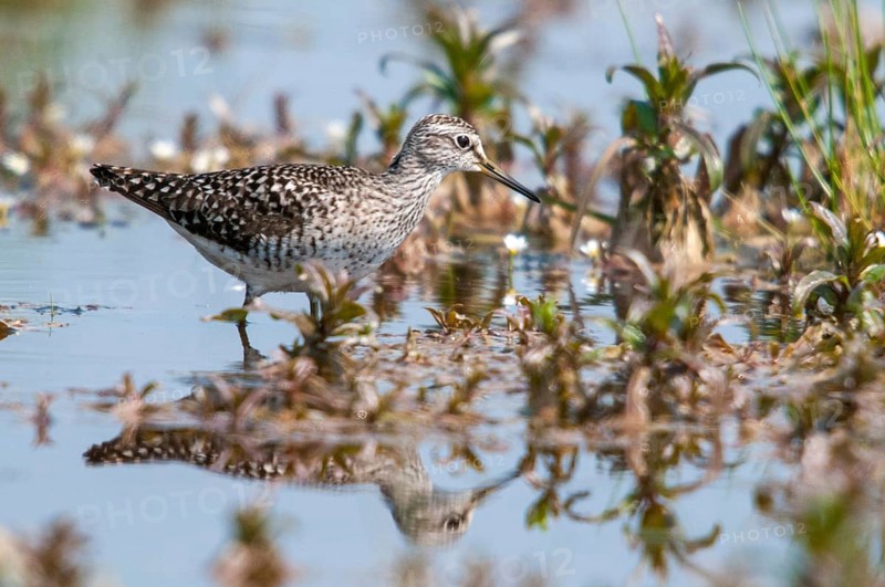 Bruchwasserlaeufer, tringa glareola, wood sandpiper, birds, charadriiformes, limikolen, mirror, snipe birds, scolopacidae, mirror image, birds, waders, waders