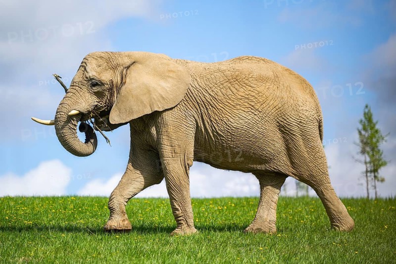 African bush elephant (Loxodonta africana) on a meadow, captive, distribution Afrika